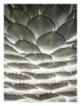 Agave Layers Art Print - A3