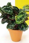 Rose Painted Calathea - 15CM