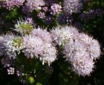 Agathosma Cerefolium 15CM Pot