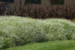 Euphorbia Glamour Seed - 10 Raw Seed