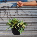 Trailing Watermelon Begonia - 21CM Nursery Pot