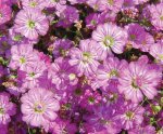 Gypsophila Gypsy Deep Rose Seed - 100 Multipelleted Seed