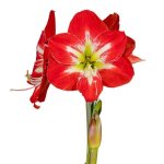 Amaryllis Symphony Single – Cocktail Bulb