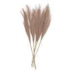 Beige Pampas Set 45CM