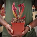 Trumpet Pitcher Sarracenia 'trumpet' - Dormant Plant. 12CM Plastic Container.