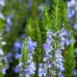 Rosemary Tuscan Blue 4LT