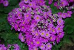 Primula Malacoides Lavender Shades Seed - 5000 Raw Seed