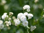 Gypsophila Baby’s Breath 4 Pack Mix Tray