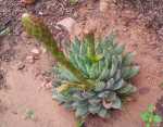 Aloe Brevifolia 9CM Pot