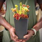 Venus Fly Trap 'jaws' - 3 Years Or Older. 12CM Plastic Container.