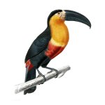 Tucan Art Print