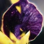 From Patterns To Details Cd