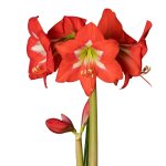 Amaryllis Sonata Single – “christmas Star” Bulbs