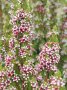 Geraldton Wax ‘pinnacle Pink’ 15CM Pot