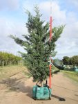 Cupressocyparis Leylandii 250LT Tree