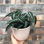 Elephants Ear - Polly - In Gloss Pink Ceramic Planter