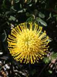Leucospermum High Gold Pincushion 22CM Pot