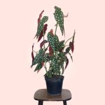 Polka Dot Begonia - Large - 16.5CM Nursery Pot A Grade - Little no Blemishes
