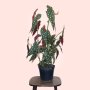 Polka Dot Begonia - Large - 16.5CM Nursery Pot A Grade - Little/no Blemishes