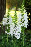 Digitalis Dalmation F1 White - Foxglove Seed - 10 Pelleted Seed