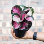 Calathea Rosy - 14CM Nursery Pot