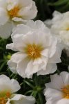 Portulaca Happy Hours Coconut Seed - 25 Multipelleted Seed
