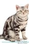 American Shorthair Cat Affirmations Workbook American Shorthair Cat Presents - Positive And Loving Affirmations Workbook. Includes: Mentoring Questions Guidance Supporting You.   Paperback