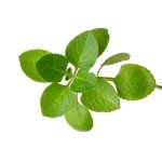 Oreganum Green 6 Pack Tray
