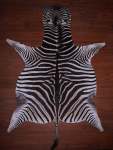 A Grade Zebra Hide 083 M