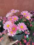 Argyranthemum Madeira 15 Cm Pot