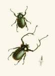 The Cabinet Of Oriental Entomology Pl II 1848 Art Print - A3