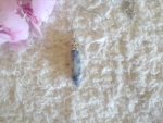Sodalite Stone Point Pendulum