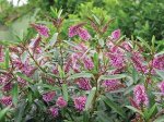 Click & Plant Online Nursery