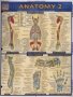 Anatomy 2 - Reference Guide   Wallchart