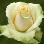 Antoinette Hybrid Tea Rose 5LT