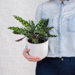Rattlesnake Plant - In White Emerson Ceramic Pot Smaller Plant