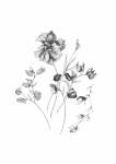 Floral Sketch 1 Art Print - A4