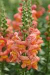 Antirrhinum Snapdragon Potomac Orange - 5000 Raw Seed