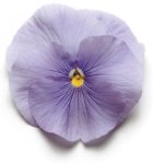 Pansy Matrix True Blue Seed - 500 Raw Seed