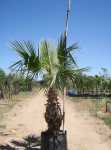Mexican Fan Palm 100LT
