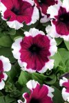 Petunia Dreams Burgundy Picotee Seed - 50 Pelleted Seed