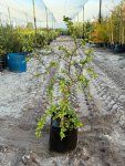 Dovyalis Caffra Shrub Kei Apple 20LT