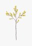 Mimosa Stem
