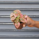 Polka Dot Plant - Red In 10CM Nursery Pot