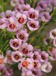 Geraldton Wax ‘cotton Candy’ 15CM Pot