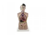 Torso Sexless Torso