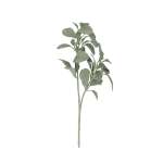 Lambs Ear Stem
