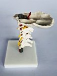 Cervical Spine On Stand IT029