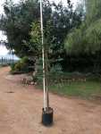 Click & Plant Online Nursery