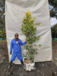 Ficus Microcarpa ‘gold King’ 70LT